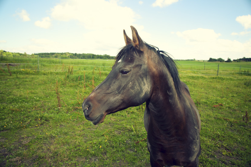 Aladdinn-horse-grandson-amanda-del-duca