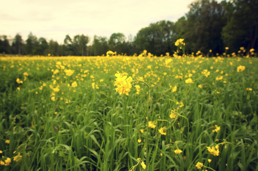 yellow field by amanda del duca